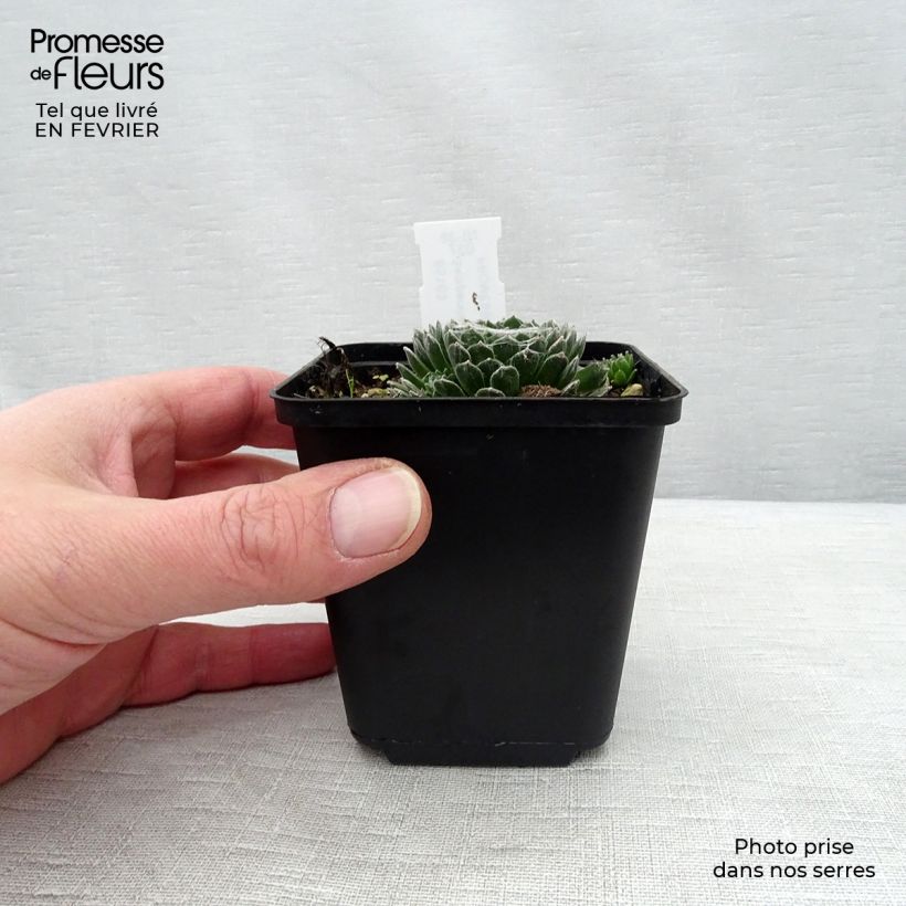 Exemplar von Hauswurz Rubrum - Sempervivum arachnoideum Kleine Töpfe von 8/9 cm wie im Winter geliefert