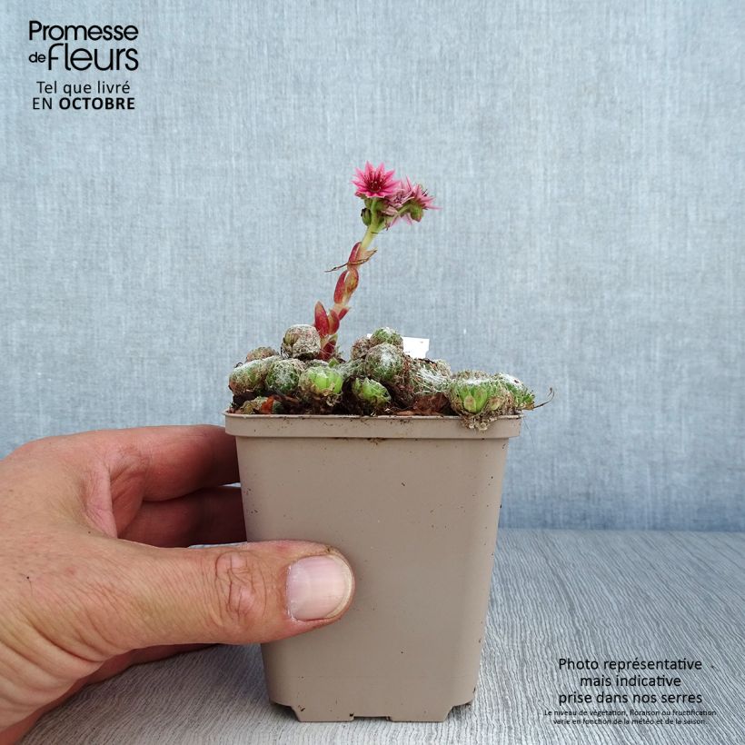 Exemplar von Hauswurz Rubrum - Sempervivum arachnoideum Kleine Töpfe von 8/9 cm wie im Herbst geliefert