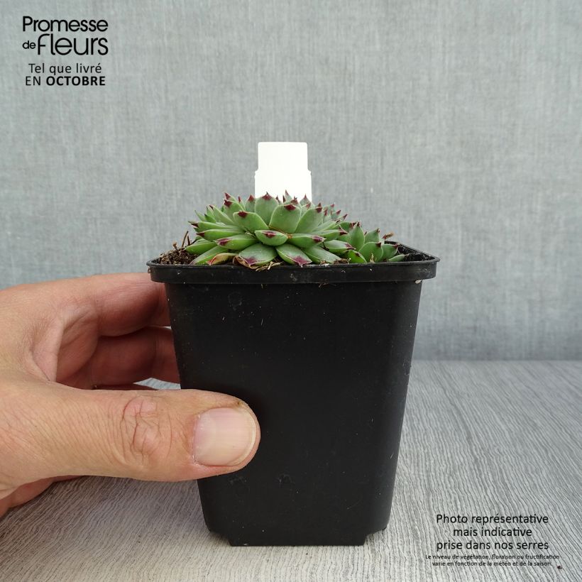 Exemplar von Hauswurz - Sempervivum calcareum Kleine Töpfe von 8/9 cm wie im Herbst geliefert