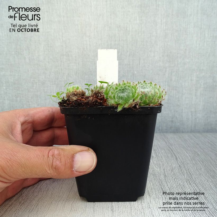 Exemplar von Hauswurz var. borisii - Sempervivum ciliosum Kleine Töpfe von 8/9 cm wie im Herbst geliefert