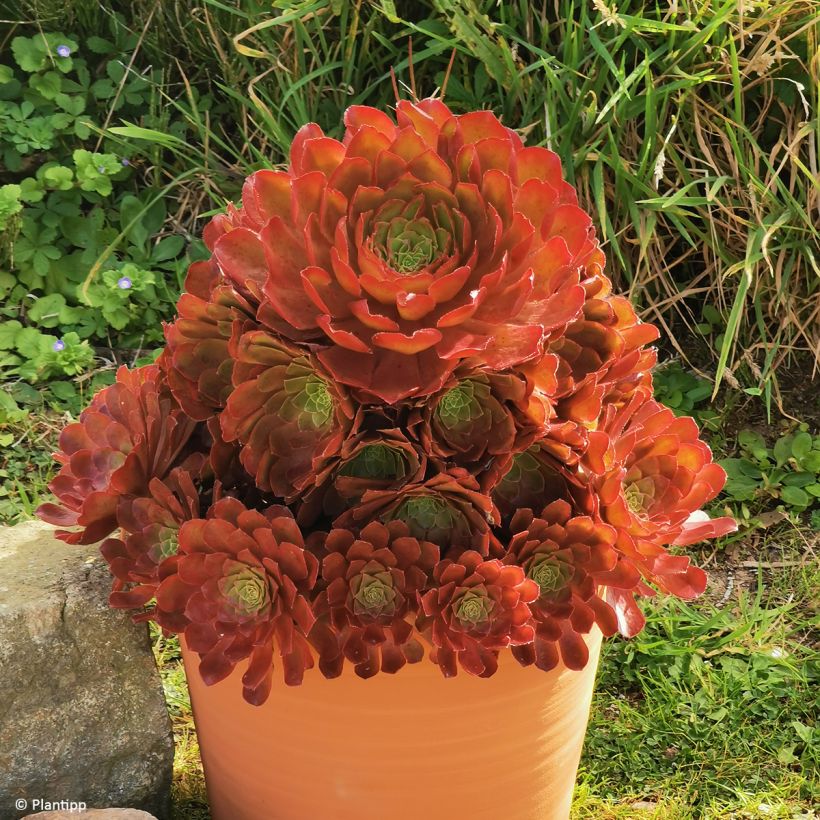Semponium Sienna - Hybrid-Aeonium (Hafen)