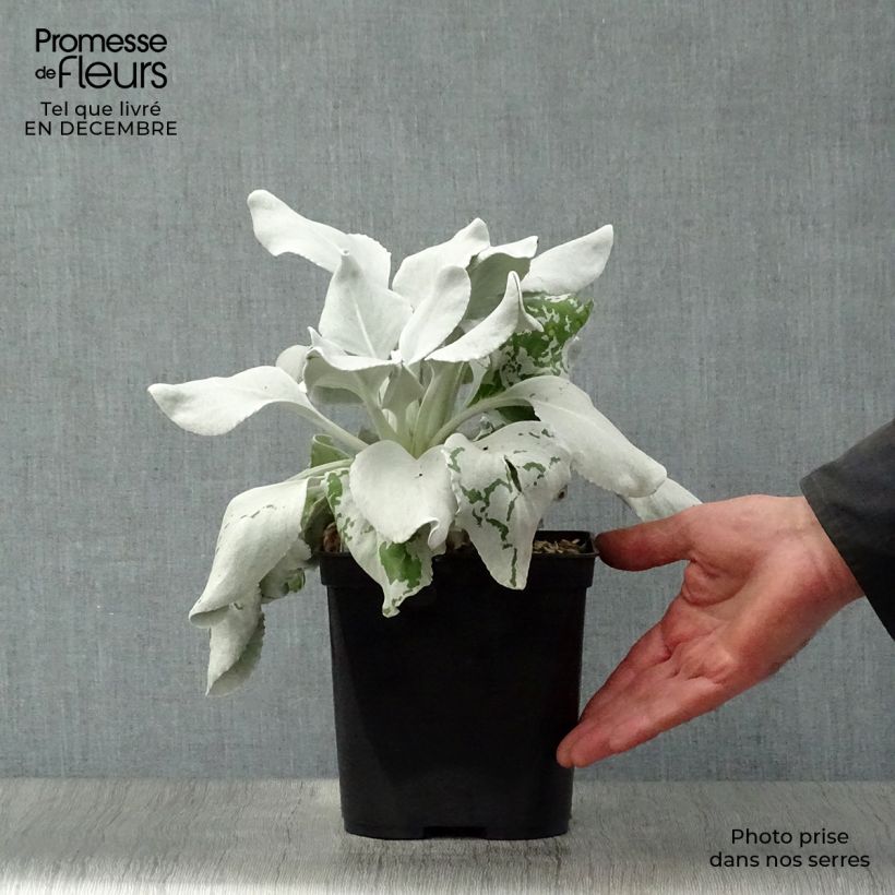 Exemplar von Senecio cineraria var. candicans Angel Wings - Kreuzkraut Topf mit 2L/3L wie im Winter geliefert