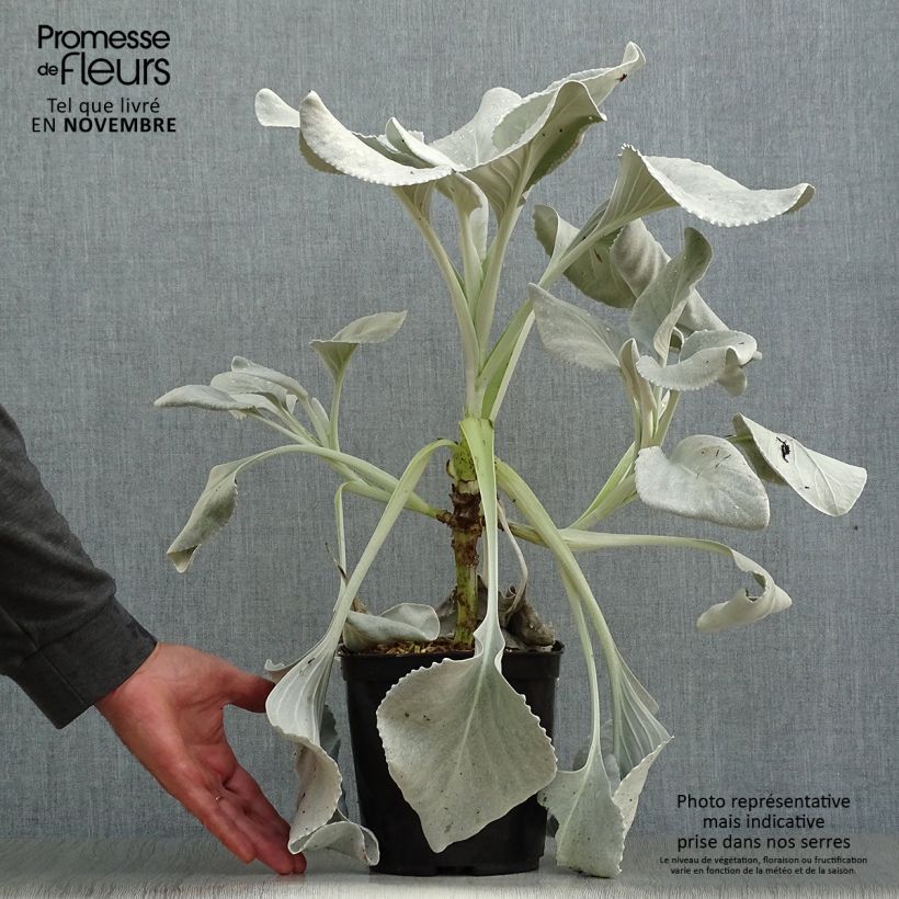 Exemplar von Senecio cineraria var. candicans Angel Wings - Kreuzkraut Topf mit 2L/3L wie im Herbst geliefert