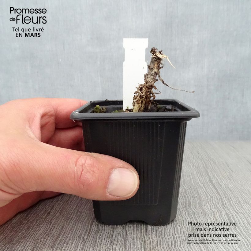 Exemplar von Senecio Donkey's Ears - Kreuzkraut Kleine Töpfe von 8/9 cm wie im Frühjahr geliefert