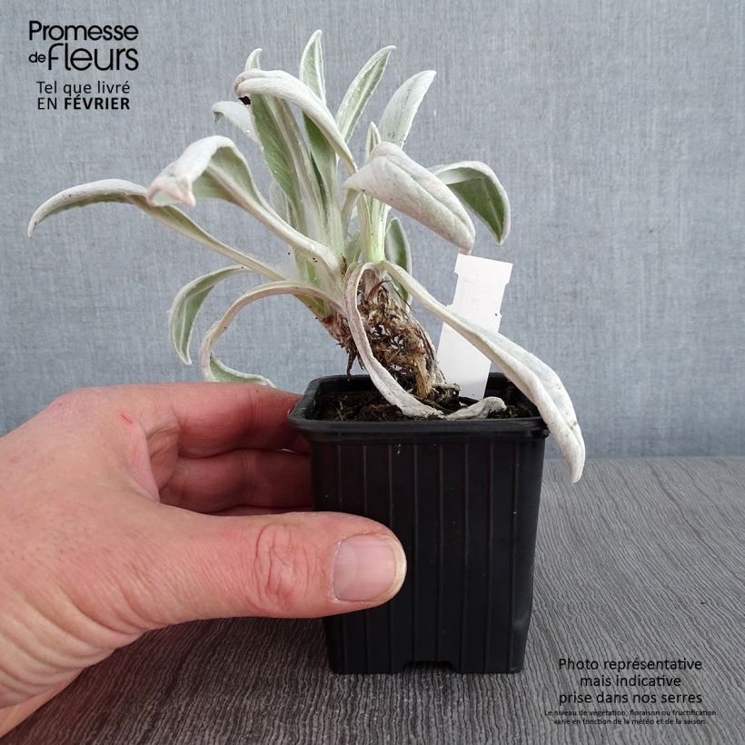 Exemplar von Senecio Donkey's Ears - Kreuzkraut Kleine Töpfe von 8/9 cm wie im Winter geliefert