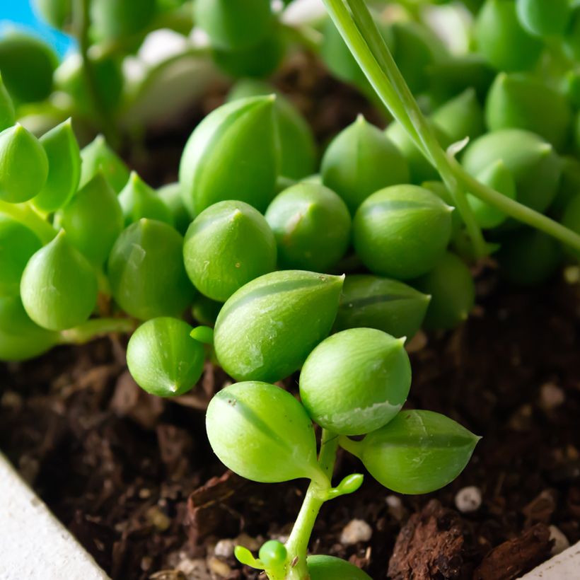 Erbsenpflanze - Senecio herreianus (Laub)