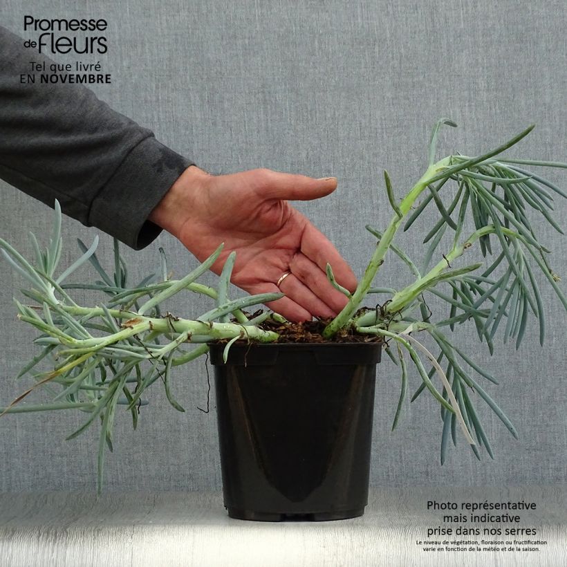 Exemplar von Senecio talinoides subsp. mandraliscae - Kreuzkraut Topf mit 2L/3L wie im Herbst geliefert