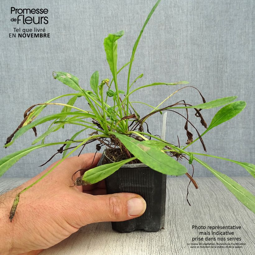 Exemplar von Senecio polyodon - Kreuzkraut Kleine Töpfe von 8/9 cm wie im Herbst geliefert