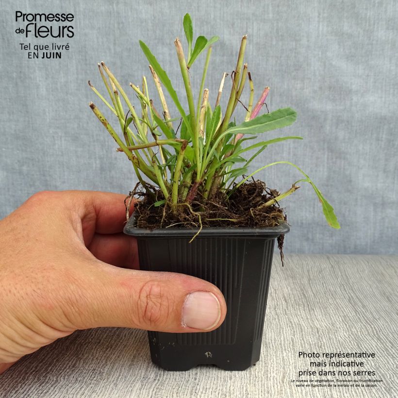Exemplar von Senecio polyodon - Kreuzkraut Kleine Töpfe von 8/9 cm wie im Sommer geliefert