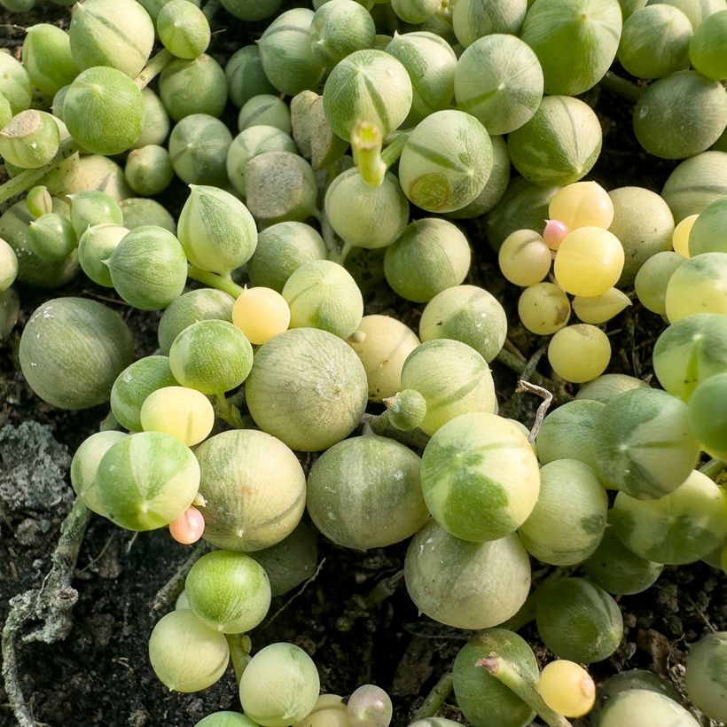 Erbsenpflanze - Senecio rowleyanus variegata (Laub)