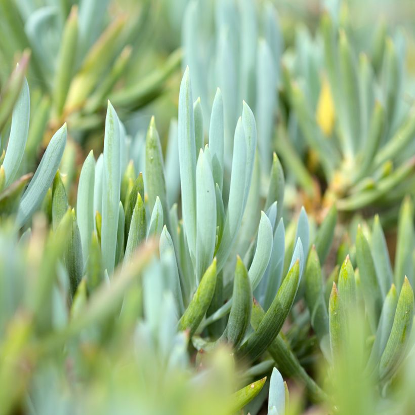 Senecio serpens Dwarf Blue - Kreuzkraut (Laub)