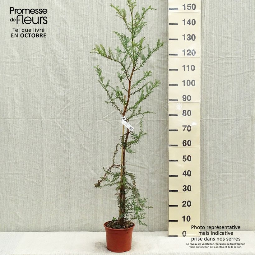 Exemplar von Sequoia sempervirens - Küstenmammutbaum Topf mit 3L/4L wie im Herbst geliefert
