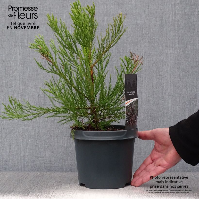 Exemplar von Sequoiadendron giganteum - Bergmammutbaum Topf mit 2L/3L wie im Herbst geliefert