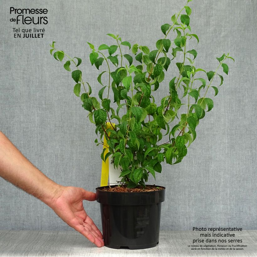 Exemplar von Pfeifenstrauch Beauclerk - Philadelphus Topf mit 2L/3L wie im Sommer geliefert