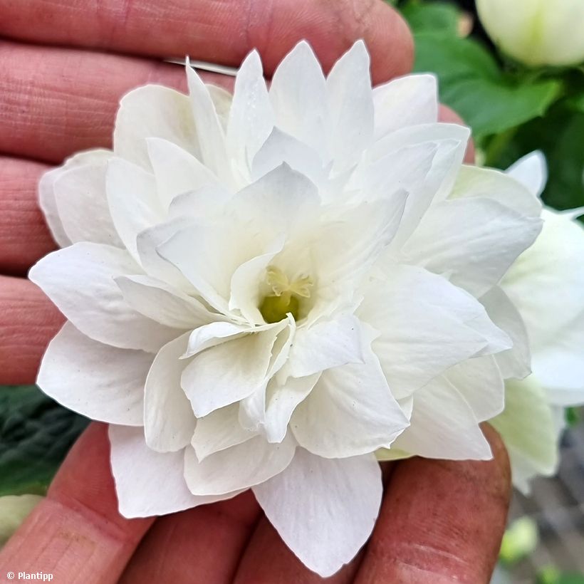Pfeifenstrauch Pearls of Perfume - Philadelphus (Blüte)