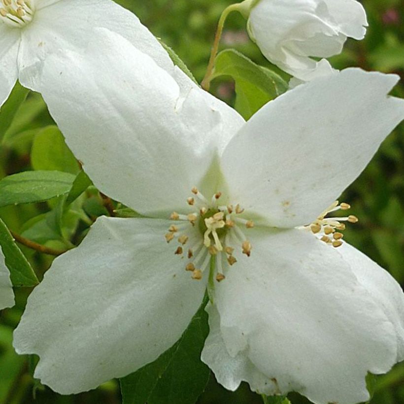 Lemoines Pfeifenstrauch Silberregen - Philadelphus lemoinei (Blüte)