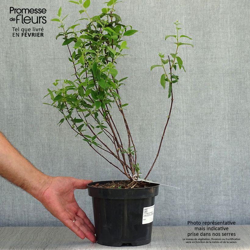 Exemplar von Pfeifenstrauch Snowbelle - Philadelphus Topf mit 2L/3L wie im Herbst geliefert