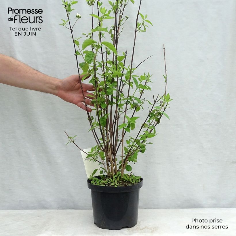 Exemplar von Gefüllter Gartenjasmin Natchez - Philadelphus virginalis Topf mit 4L/5L wie im Sommer geliefert