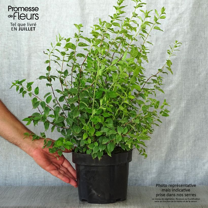 Exemplar von Lemoines Pfeifenstrauch Manteau d'Hermine - Philadelphus lemoinei Topf mit 3L/4L wie im Sommer geliefert