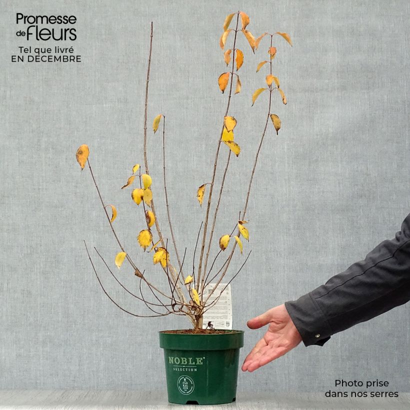 Exemplar von Lemoines Pfeifenstrauch Innocence - Philadelphus lemoinei Topf mit 3L/4L wie im Winter geliefert