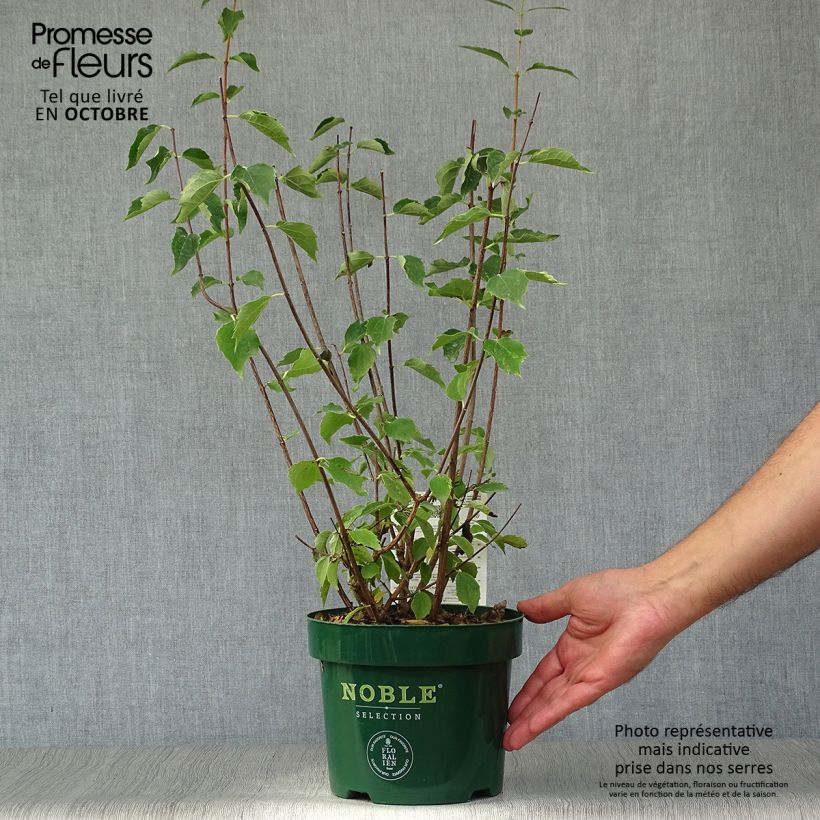 Exemplar von Lemoines Pfeifenstrauch Innocence - Philadelphus lemoinei Topf mit 3L/4L wie im Herbst geliefert