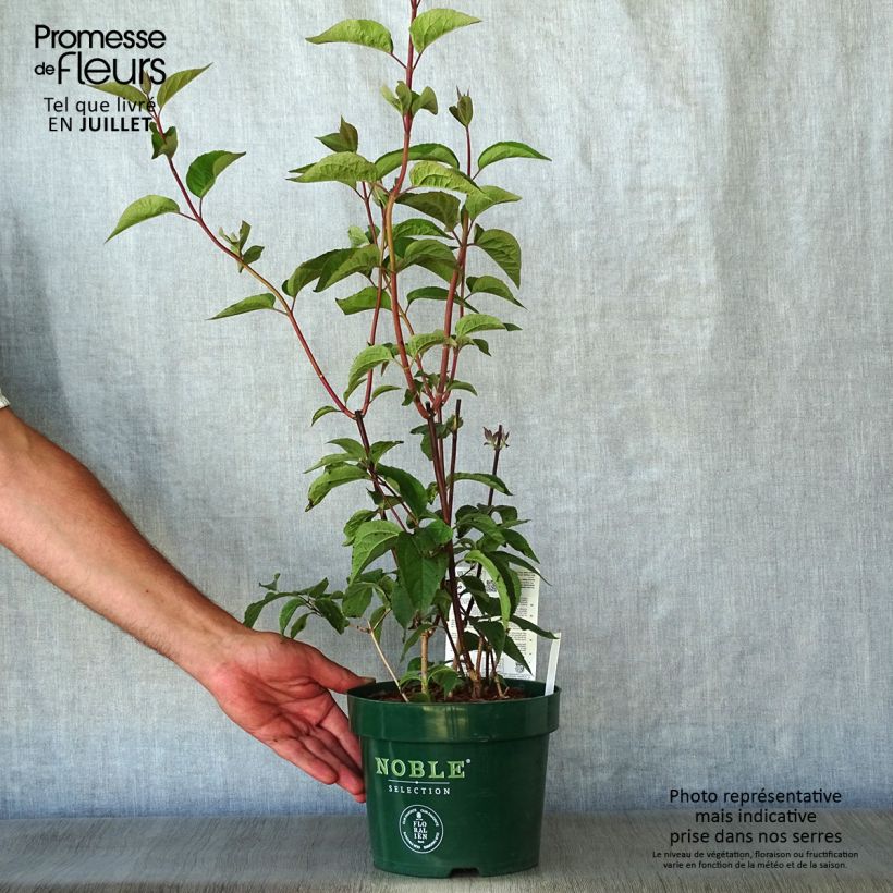 Exemplar von Pfeifenstrauch Starbright - Philadelphus Topf mit 3L/4L wie im Sommer geliefert