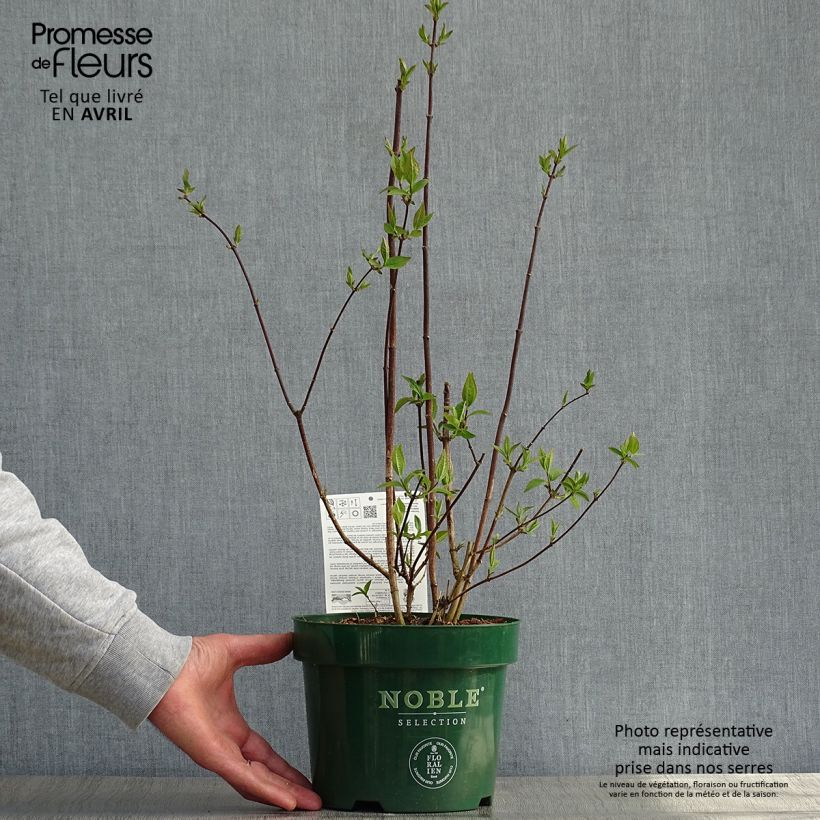 Exemplar von Pfeifenstrauch Starbright - Philadelphus Topf mit 3L/4L wie im Frühjahr geliefert