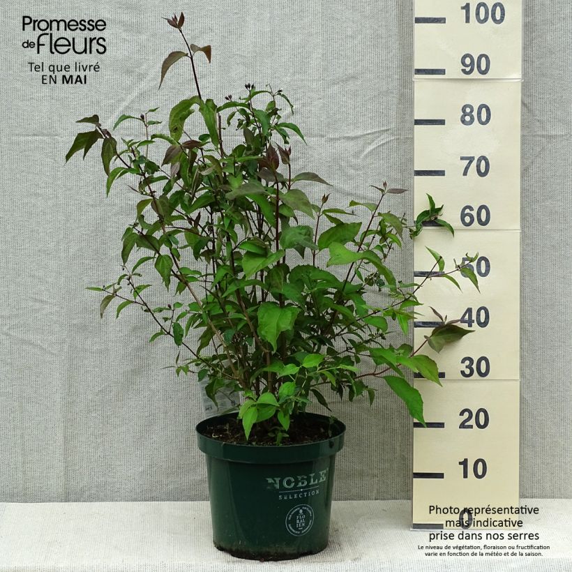 Exemplar von Pfeifenstrauch Starbright - Philadelphus Topf mit 7,5L/10L wie im Frühjahr geliefert