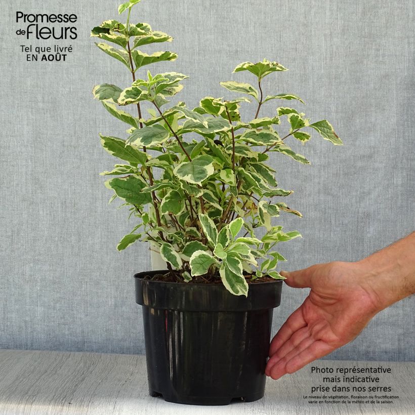 Exemplar von Europäischer Pfeifenstrauch Variegatus - Philadelphus coronarius Topf mit 3L/4L wie im Sommer geliefert