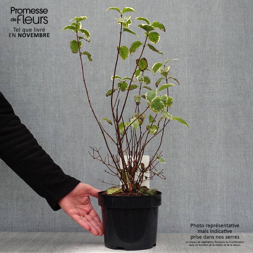 Exemplar von Europäischer Pfeifenstrauch Variegatus - Philadelphus coronarius Topf mit 3L/4L wie im Herbst geliefert