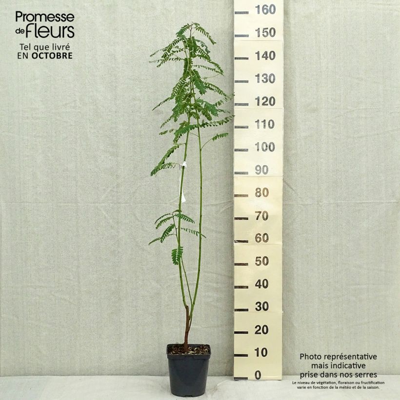 Exemplar von Sesbania punicea - Sesbanie Topf mit 2L/3L wie im Herbst geliefert