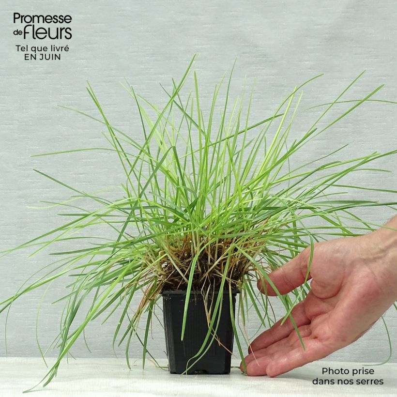 Exemplar von Sesleria caerulea - Moor-Blaugras Kleine Töpfe von 8/9 cm wie im Sommer geliefert