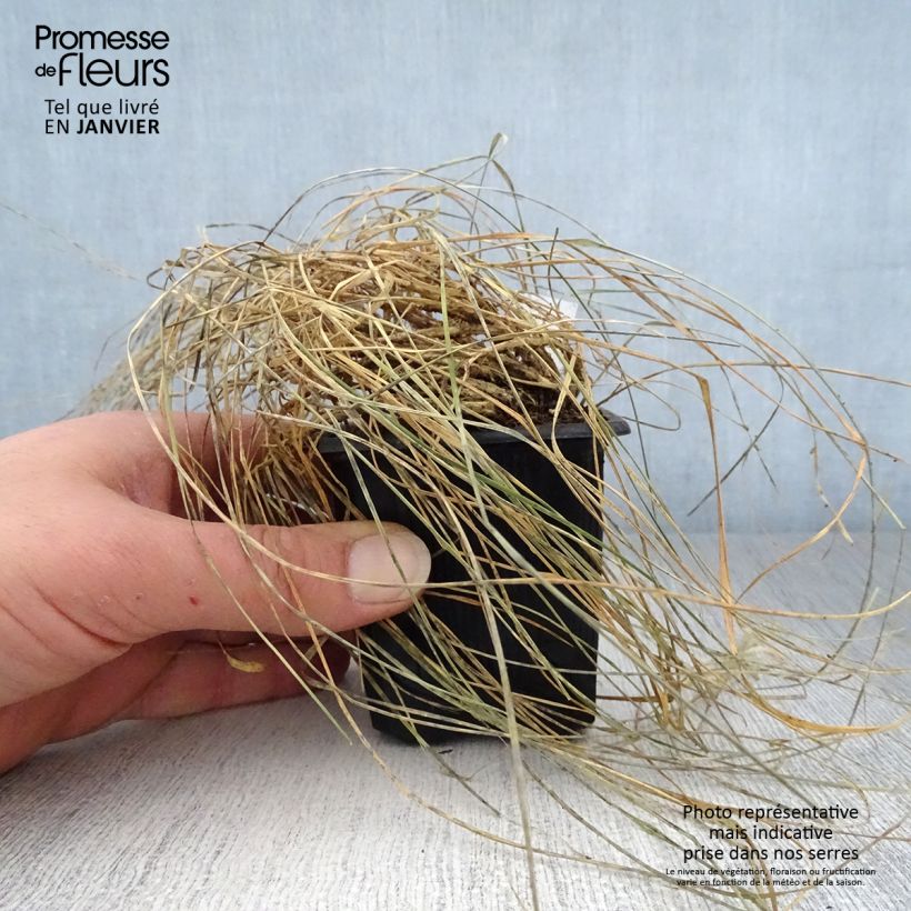 Exemplar von Sesleria caerulea - Moor-Blaugras Kleine Töpfe von 8/9 cm wie im Winter geliefert