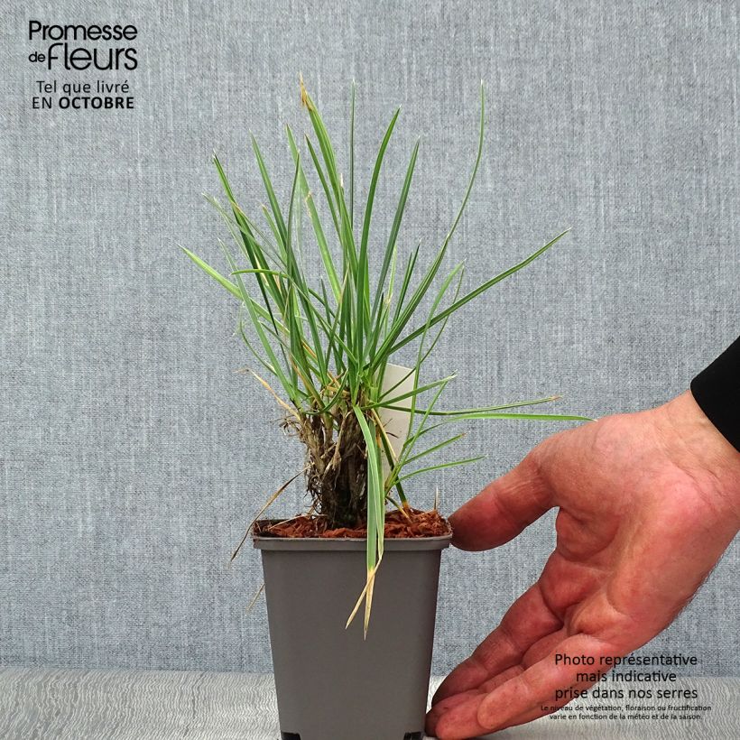 Exemplar von Sesleria nitida - Nest-Blaugras Kleine Töpfe von 8/9 cm wie im Herbst geliefert