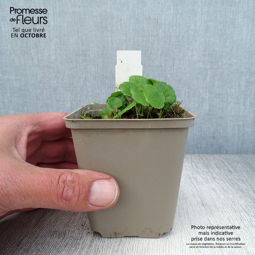 Exemplar von Sidalcea Little Princess - Präriemalve Kleine Töpfe von 8/9 cm wie im Herbst geliefert