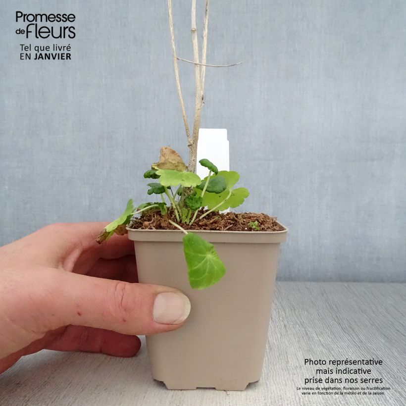 Exemplar von Sidalcea Little Princess - Präriemalve Kleine Töpfe von 8/9 cm wie im Winter geliefert