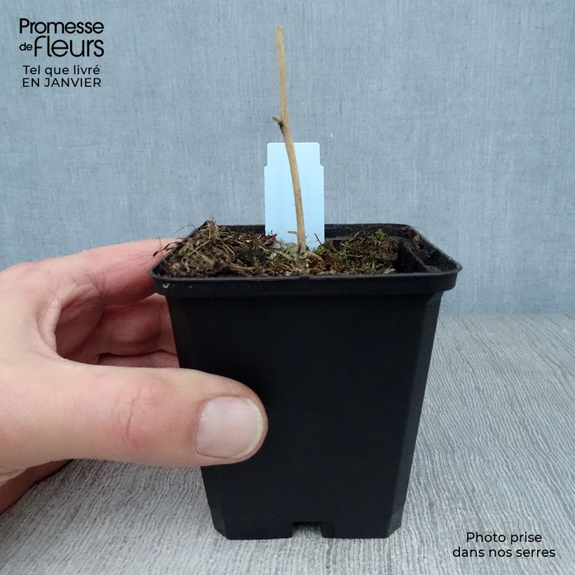 Exemplar von Sidalcea malviflora Elsie Heugh - Präriemalve Kleine Töpfe von 8/9 cm wie im Winter geliefert