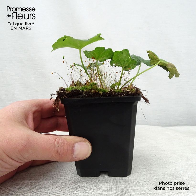 Exemplar von Sidalcea malviflora Elsie Heugh - Präriemalve Kleine Töpfe von 8/9 cm wie im Frühjahr geliefert