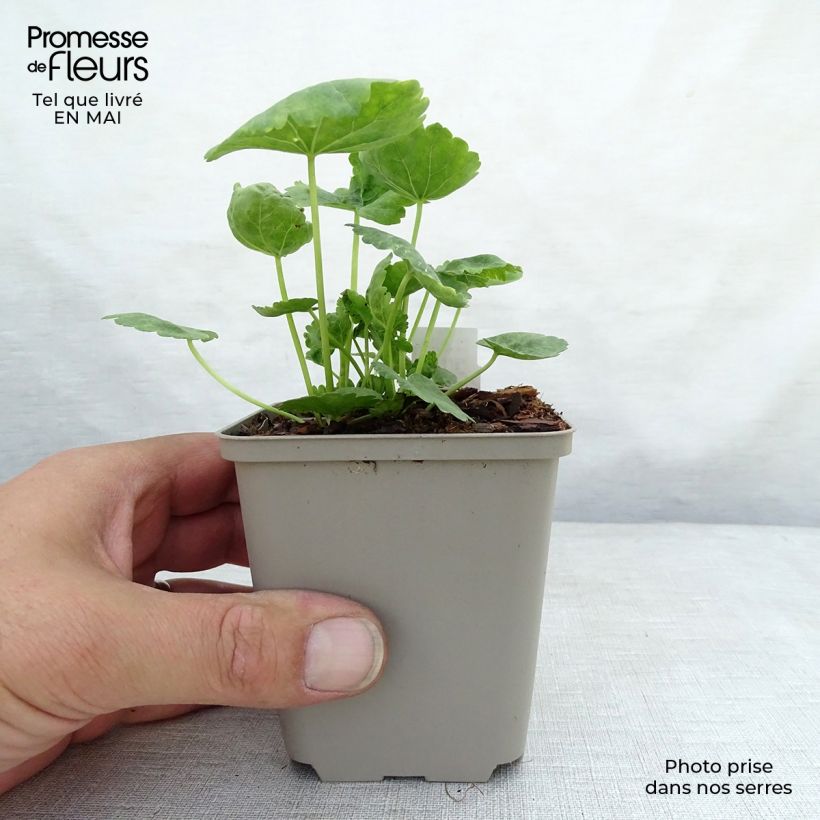 Exemplar von Sidalcea oregana Brilliant - Präriemalve Kleine Töpfe von 8/9 cm wie im Frühjahr geliefert