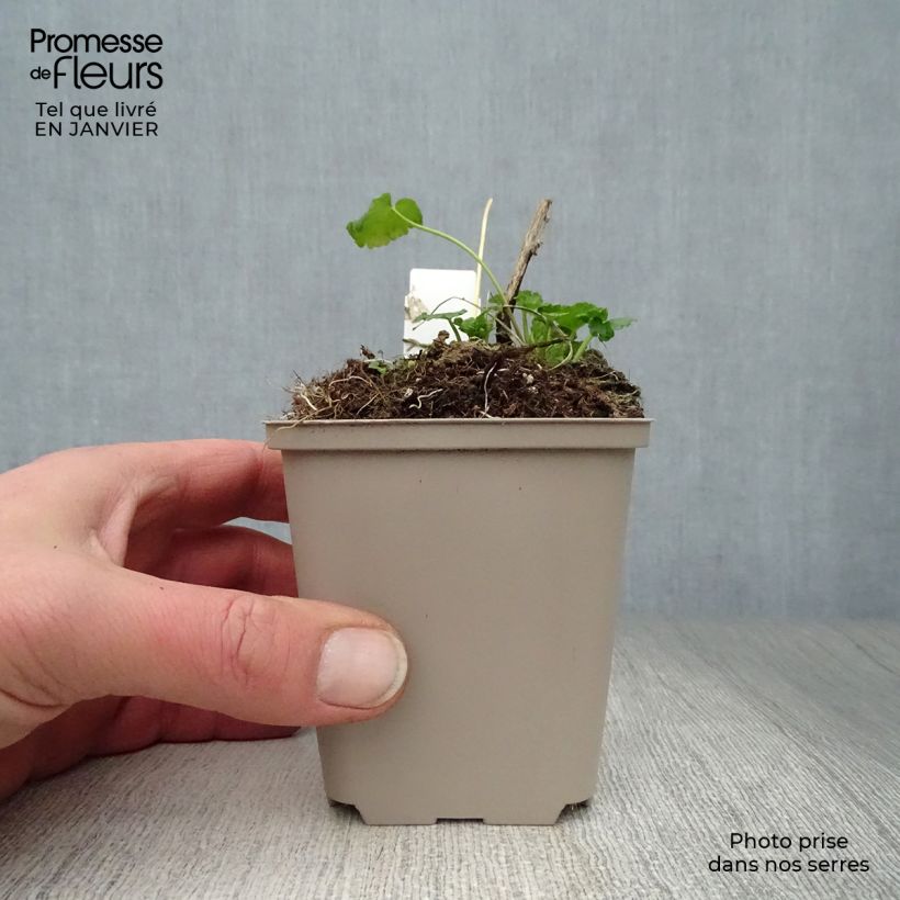 Exemplar von Sidalcea oregana Brilliant - Präriemalve Kleine Töpfe von 8/9 cm wie im Winter geliefert