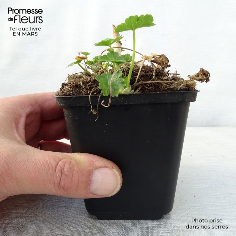 Exemplar von Sidalcea candida - Präriemalve Kleine Töpfe von 8/9 cm wie im Frühjahr geliefert