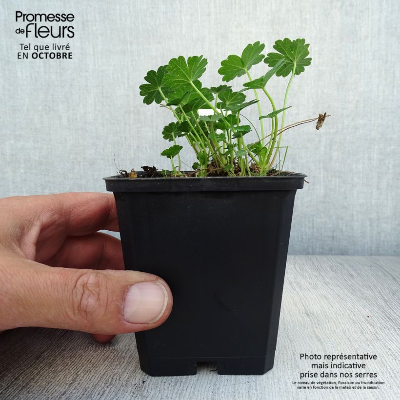 Exemplar von Sidalcea candida - Präriemalve Kleine Töpfe von 8/9 cm wie im Herbst geliefert
