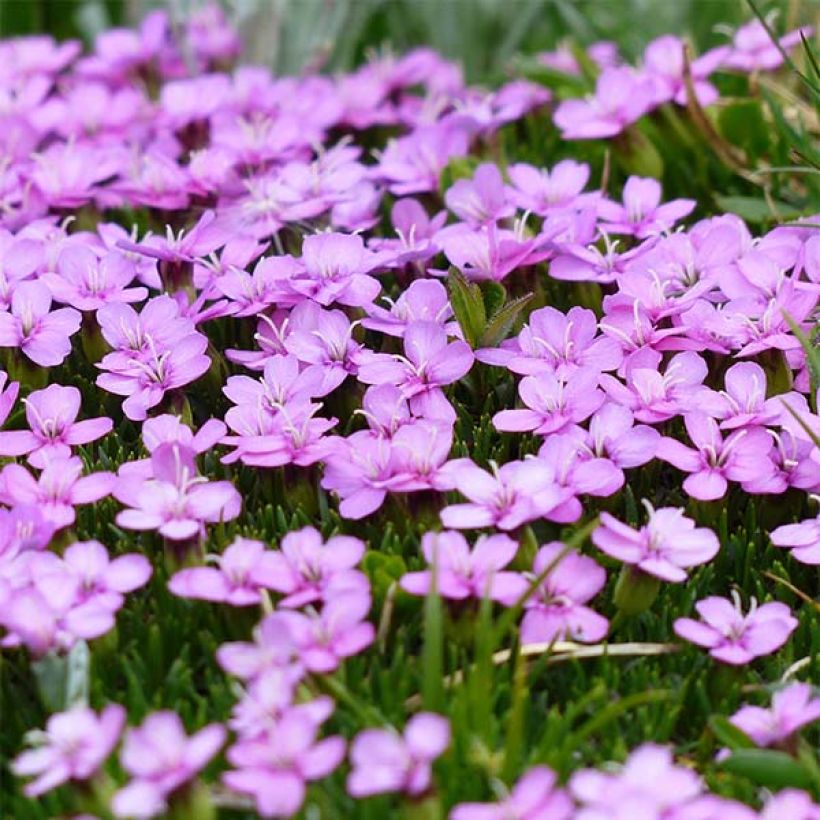 Stängelloses Leimkraut - Silene acaulis (Blüte)