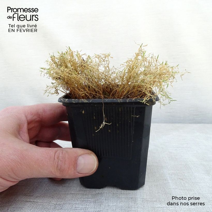 Exemplar von Stängelloses Leimkraut - Silene acaulis Kleine Töpfe von 7/8 cm wie im Winter geliefert