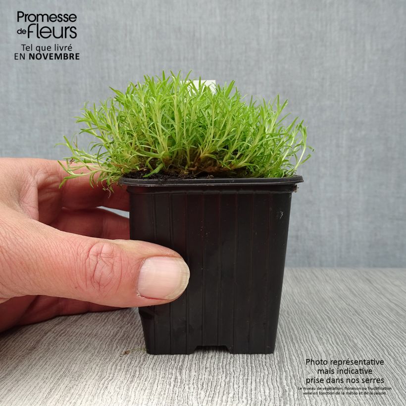 Exemplar von Stängelloses Leimkraut - Silene acaulis Kleine Töpfe von 8/9 cm wie im Herbst geliefert