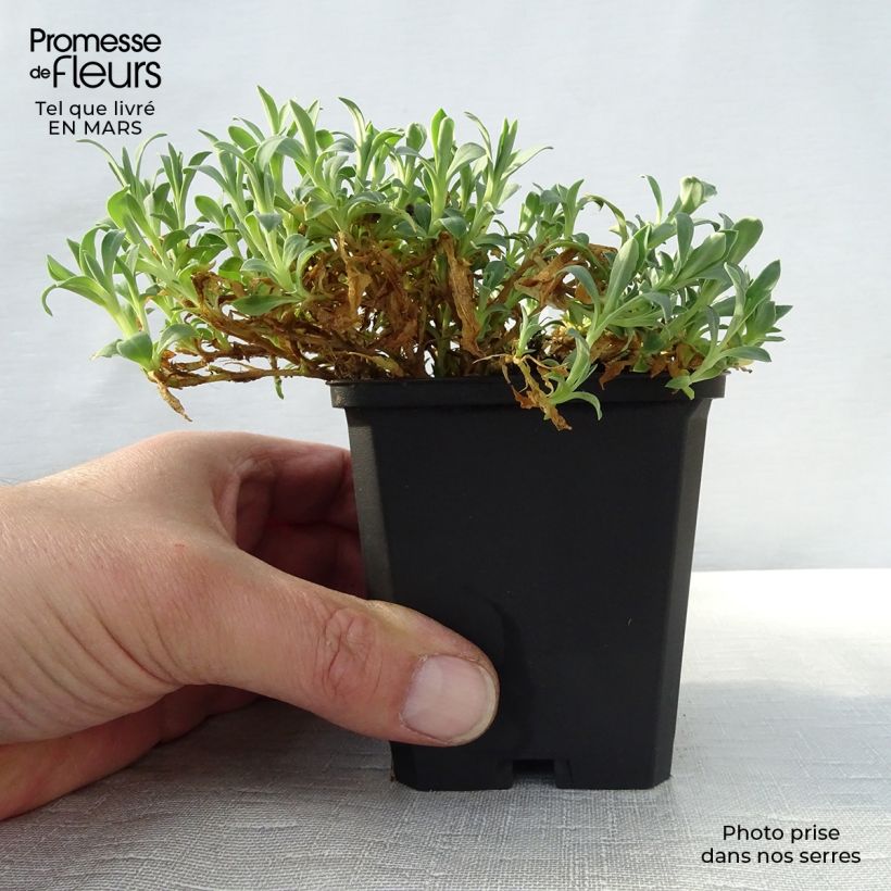 Exemplar von Klippen-Leimkraut Weisskehlchen - Silene uniflora Kleine Töpfe von 8/9 cm wie im Frühjahr geliefert