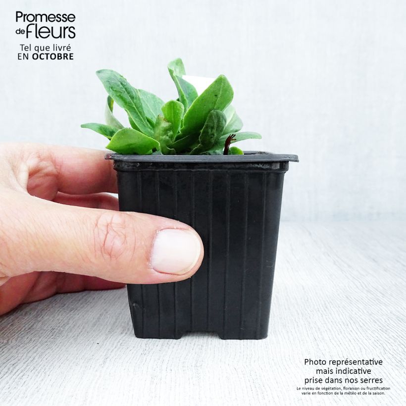 Exemplar von Prächtiges Leimkraut - Silene regia Kleine Töpfe von 8/9 cm wie im Herbst geliefert