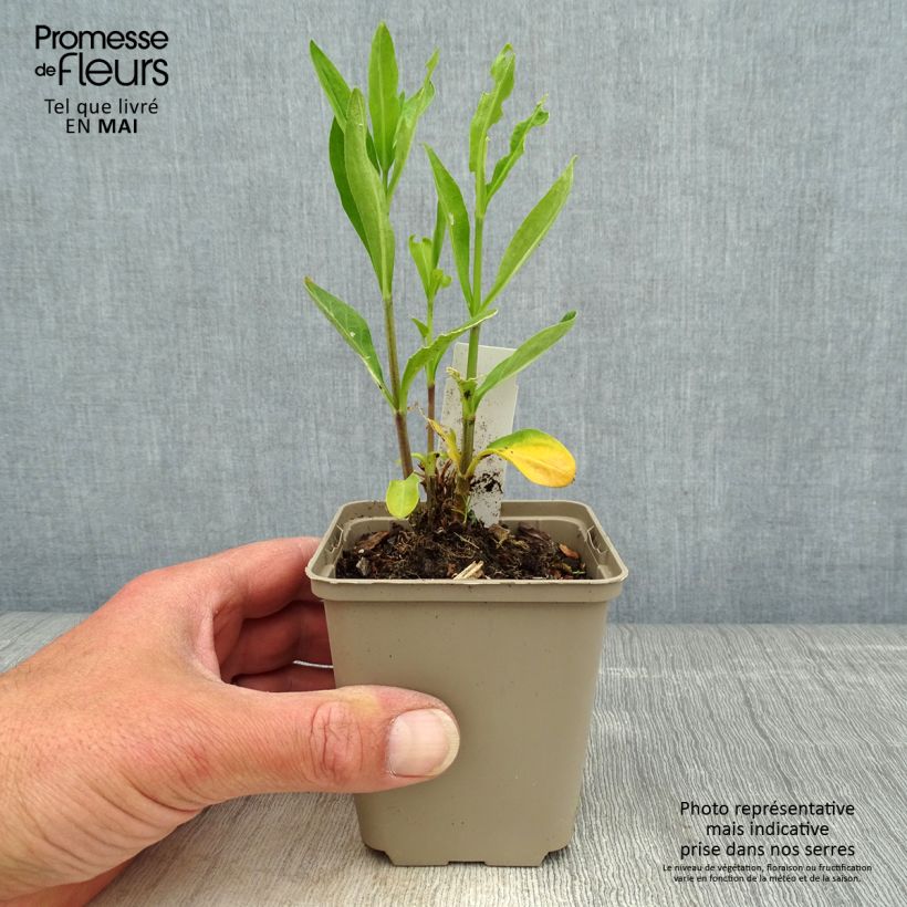 Exemplar von Prächtiges Leimkraut - Silene regia Kleine Töpfe von 8/9 cm wie im Frühjahr geliefert