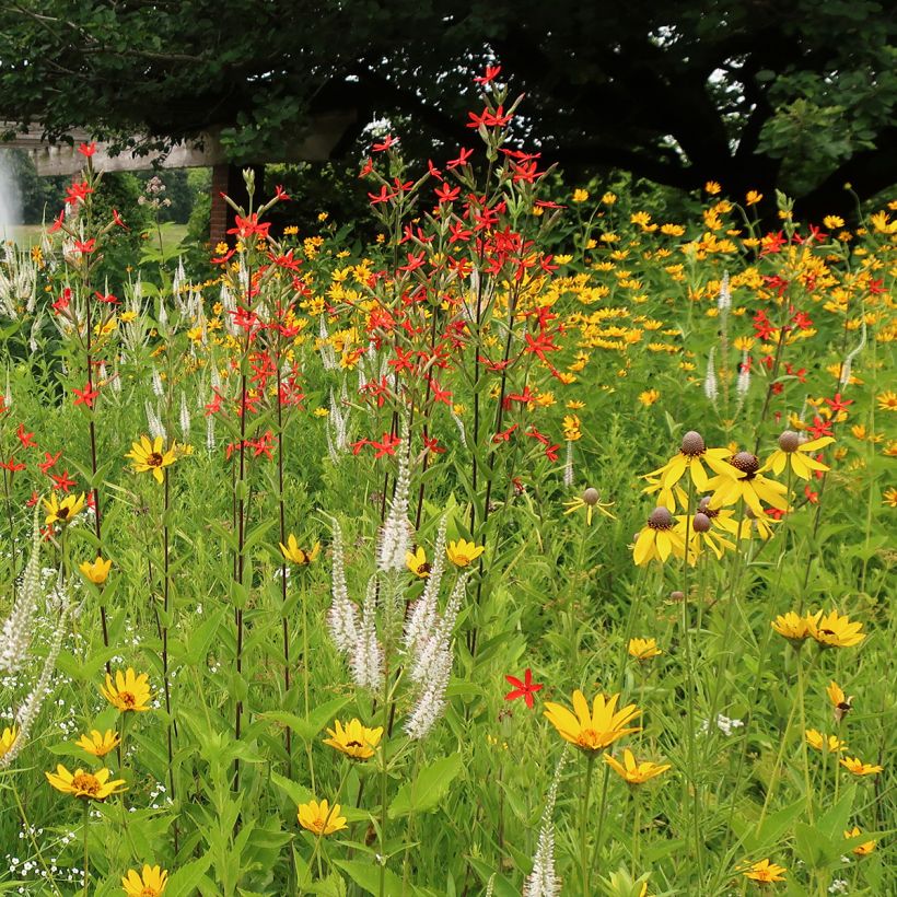 Prächtiges Leimkraut - Silene regia (Hafen)