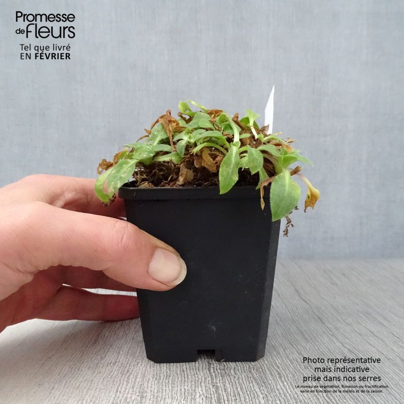 Exemplar von Lichtnelke Rollies Favorite - Silene robotii Kleine Töpfe von 7/8 cm wie im Winter geliefert